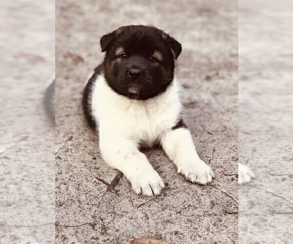 Medium Photo #5 Akita Puppy For Sale in INGLIS, FL, USA