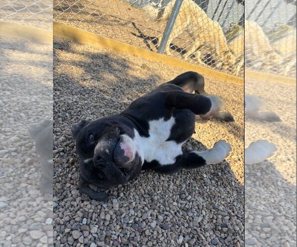 Medium Photo #3 Mutt Puppy For Sale in Euless, TX, USA