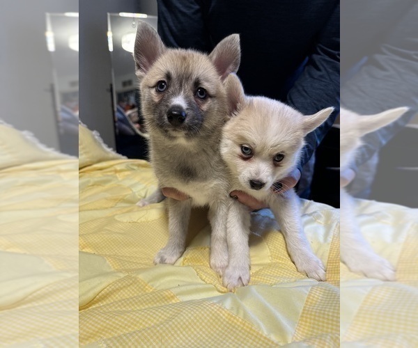 Medium Photo #60 Pomsky Puppy For Sale in LOVELAND, CO, USA