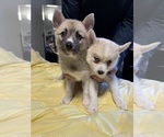 Small #58 Pomsky