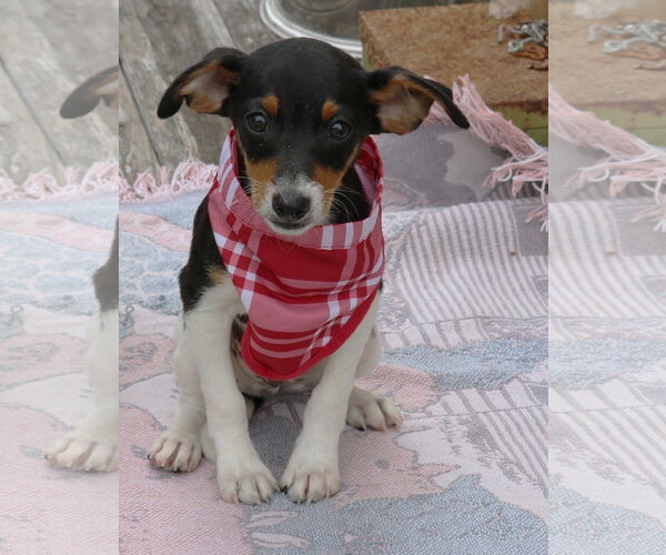Medium Photo #2 Rat Terrier Puppy For Sale in Bandera, TX, USA