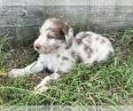 Small Photo #3 Labradoodle Puppy For Sale in LEXINGTON, GA, USA