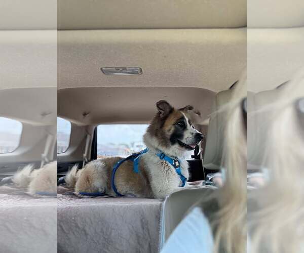 Medium Photo #4 Great Pyrenees-Unknown Mix Puppy For Sale in Houston, TX, USA