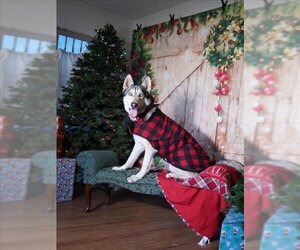 German Shepherd Dog-Huskies  Mix Dogs for adoption in Upland, CA, USA