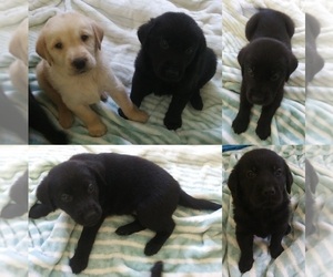 Golden Labrador Puppy for sale in STATEN ISLAND, NY, USA