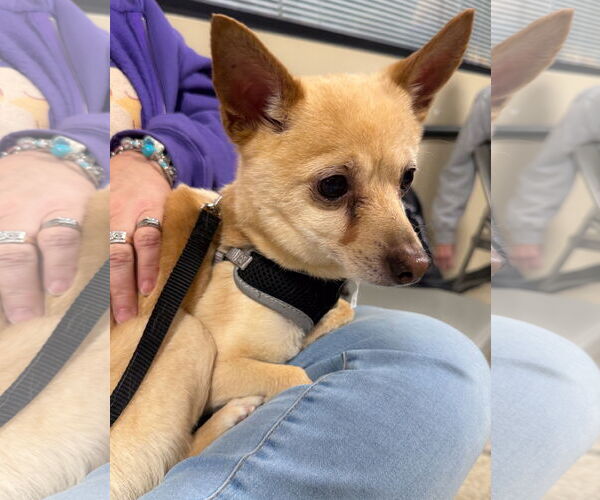 Medium Photo #2 Chihuahua Puppy For Sale in Wheaton, IL, USA