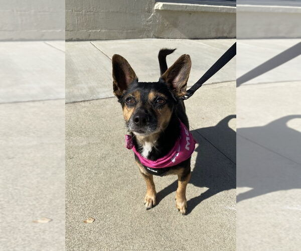 Medium Photo #1 Chihuahua-Unknown Mix Puppy For Sale in La Verne, CA, USA