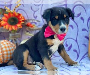 Greater Swiss Mountain Dog Puppy for sale in LANCASTER, PA, USA