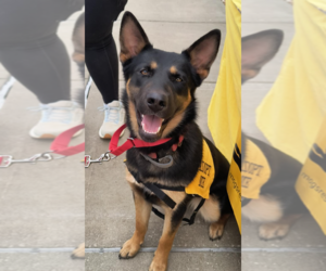 Mutt Dogs for adoption in Kansas City, MO, USA