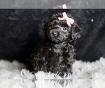 Small Photo #2 YorkiePoo Puppy For Sale in WARSAW, IN, USA