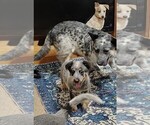 Small #2 Australian Cattle Dog