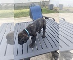 Small Photo #5 Cane Corso Puppy For Sale in DELAWARE, OH, USA