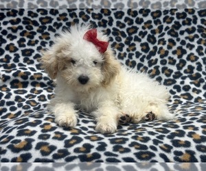 Goldendoodle (Miniature) Puppy for sale in LAKELAND, FL, USA