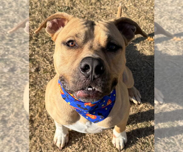 Medium Photo #5 American Pit Bull Terrier Puppy For Sale in Great Bend, KS, USA