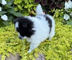 Small #5 Pomeranian