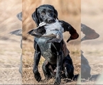 Small #13 Labrador Retriever