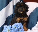 Small #2 Cavapoo