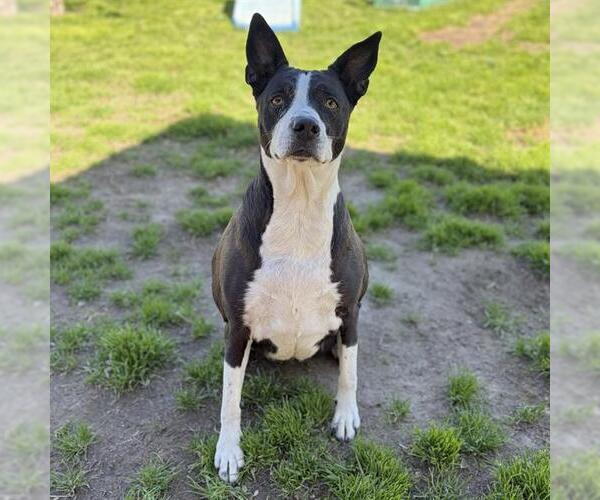 Medium Photo #1 Texas Heeler-Unknown Mix Puppy For Sale in Modesto, CA, USA