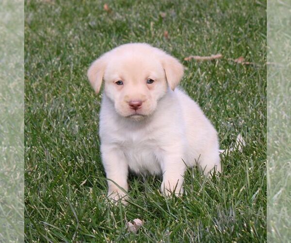 Medium Photo #4 Labrador Retriever Puppy For Sale in NARVON, PA, USA