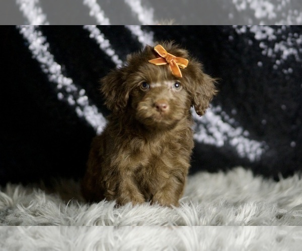 Medium Photo #1 YorkiePoo Puppy For Sale in WARSAW, IN, USA