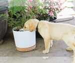 Puppy Dark Blue Labrador Retriever