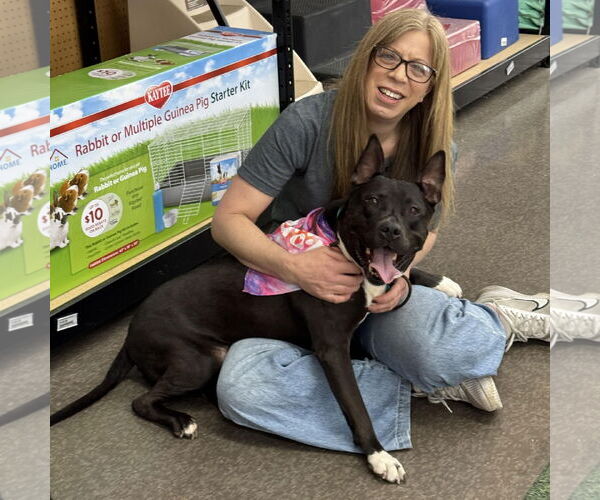 Medium Photo #8 American Pit Bull Terrier-Unknown Mix Puppy For Sale in Fallbrook, CA, USA