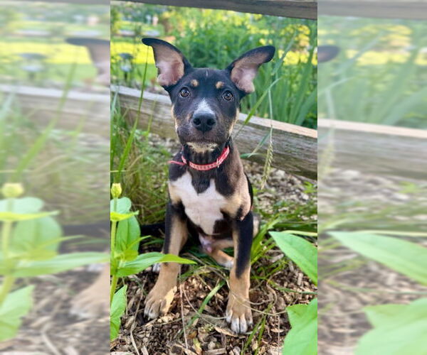 Medium Photo #5 Mutt Puppy For Sale in Genesee, WI, USA