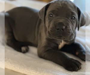 Cane Corso Puppy for sale in ANDERSON, IN, USA