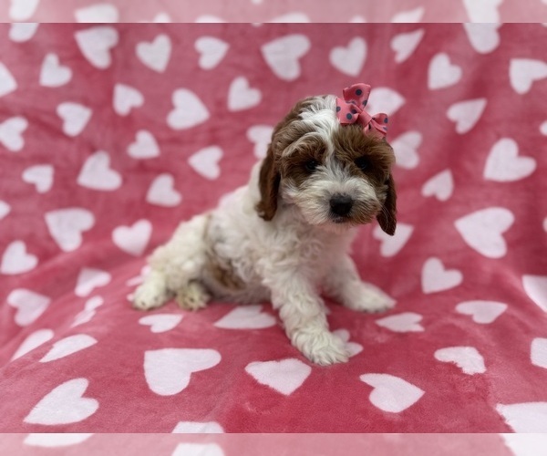 Medium Photo #2 Cock-A-Poo Puppy For Sale in LAKELAND, FL, USA