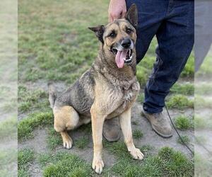 German Shepherd Dog-Unknown Mix Dogs for adoption in Modesto, CA, USA