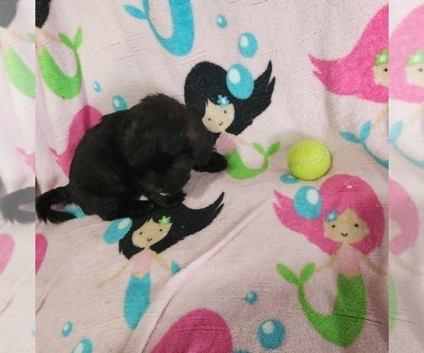 Medium Photo #41 Shorkie Tzu-Zuchon Mix Puppy For Sale in COWARD, SC, USA