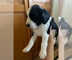 Puppy Louis English Springer Spaniel