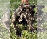 Small Photo #9 Cane Corso Puppy For Sale in ALLENTOWN, PA, USA
