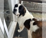 Small #3 Saint Bernard Mix
