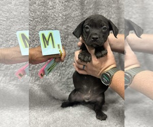Labrador Retriever-Unknown Mix Dogs for adoption in SHERBURNE, NY, USA