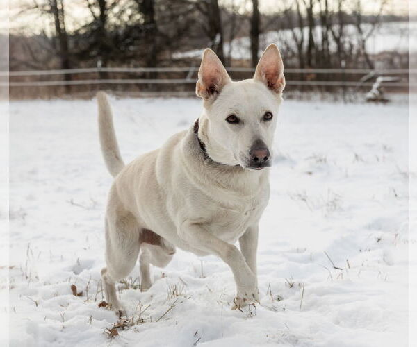 Medium Photo #12 Mutt Puppy For Sale in Princeton, MN, USA