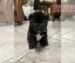 Small Photo #11 Akita Puppy For Sale in ONTARIO, OR, USA