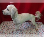 Small #2 Morkie
