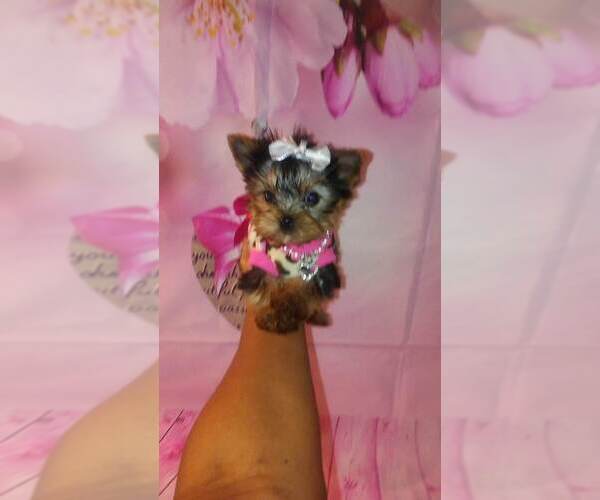 Medium Photo #3 Yorkshire Terrier Puppy For Sale in SAN RAMON, CA, USA
