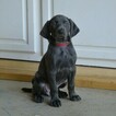 Small Photo #14 Vizsla-Weimaraner Mix Puppy For Sale in MILLBROOK, AL, USA
