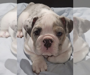 Bulldog Puppy for sale in BRANDON, FL, USA