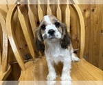 Puppy Harry Cocker Spaniel