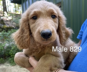 Goldendoodle Puppy for Sale in FORT VALLEY, Georgia USA