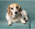 Small #1 Beagle