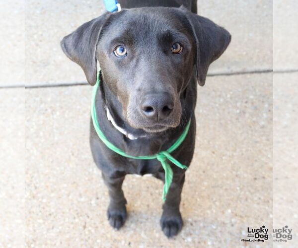 Medium Photo #6 Labrador Retriever-Unknown Mix Puppy For Sale in Washington, DC, USA