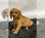 Small Photo #6 Cavapoo Puppy For Sale in QUAPAW, OK, USA
