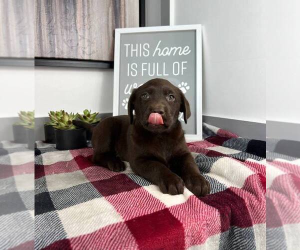 Medium Photo #1 Labrador Retriever Puppy For Sale in FRANKLIN, IN, USA