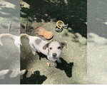 Small #2 Mutt