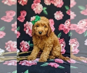 Cock-A-Poo Puppy for sale in CHRISTIANA, PA, USA