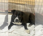 Hobbes - Male Mutt Dog for Adoption - Small photo